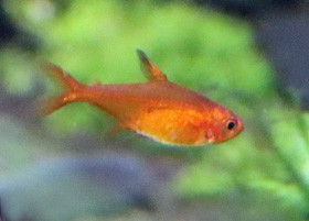 Almond Tetra