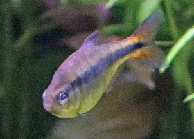 Black Stripe Tetra