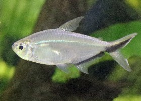 Black Line Tail Tetra