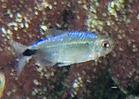 Blue Diamond Congo Tetra