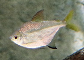 Brazilian Poptella Tetra