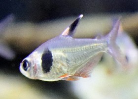 Coffee Bean Tetra