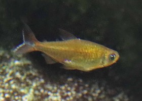 Flexus Congo Tetra