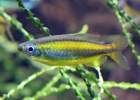 Golden Congo Tetra