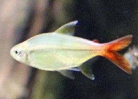 Cope's/Redtail Moenkhausia