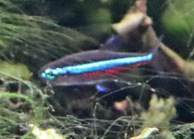 Green (False) Neon Tetra