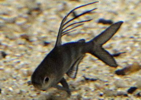 Filament Tetra, Congo