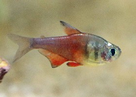 Flame Tetra