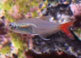 Glass Bloodfin Tetra