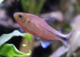 Infernal Tetra