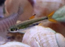 Sierra Leone Jellybean Tetra