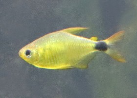 Kitty Tetra