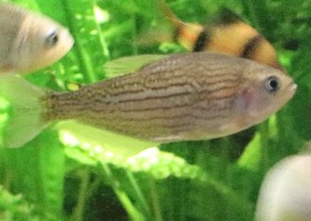 Lined Golden Tetra/ Thick-mouth Calceus