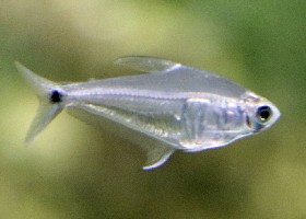 Mountain Crystal Tetra