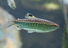 African Red-eyed/Niger Tetra
