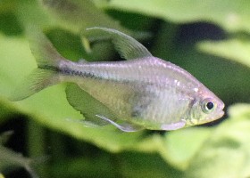 Phoenix Tetra