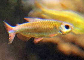 Red/Deheny Congo Tetra