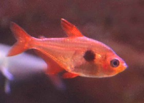 Red Phantom Tetra