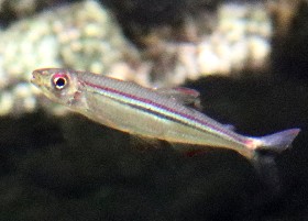 Geisler's Lizard Tetra/Characin