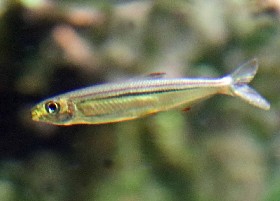 Geisler's Lizard Tetra/Characin
