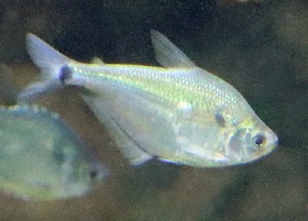 Silver Tetra