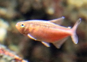 Sleeping Beauty Tetra