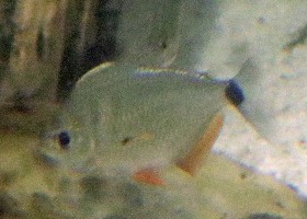 Stoplight Tetra