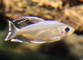Tumbensis Yellowtail Tetra