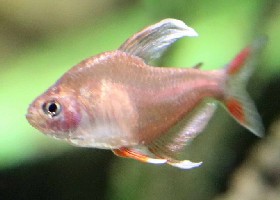 Whitefin Rosy Tetra