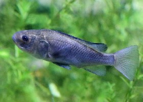Manyara Tilapia
