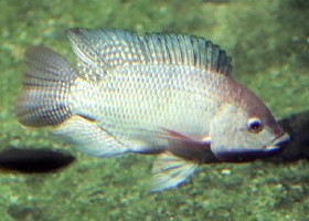 Nile Tilapia