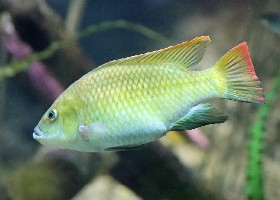 Otjikoto Tilapia