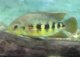 Spotted Tilapia
