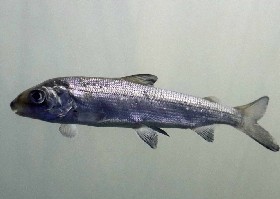 European Whitefish