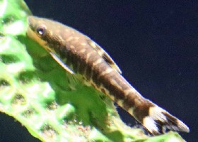 Zebra Oto Catfish