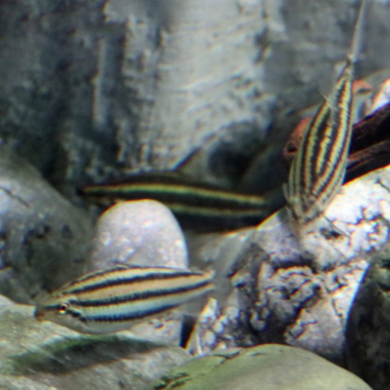 Despaxi's Headstander