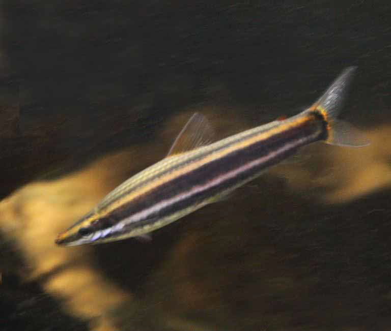 Ternetz's Anostomus