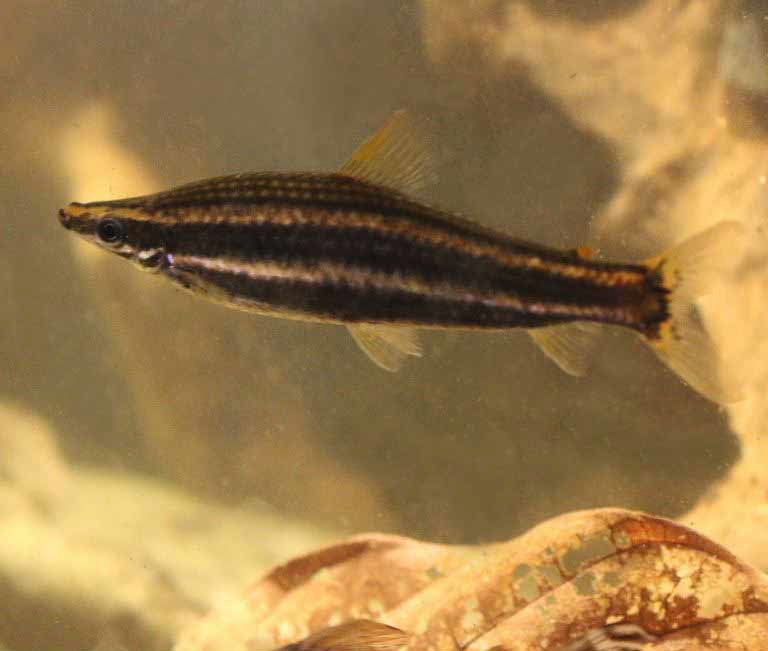 Ternetz's Anostomus