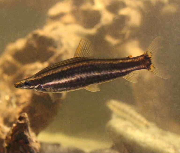 Ternetz's Anostomus