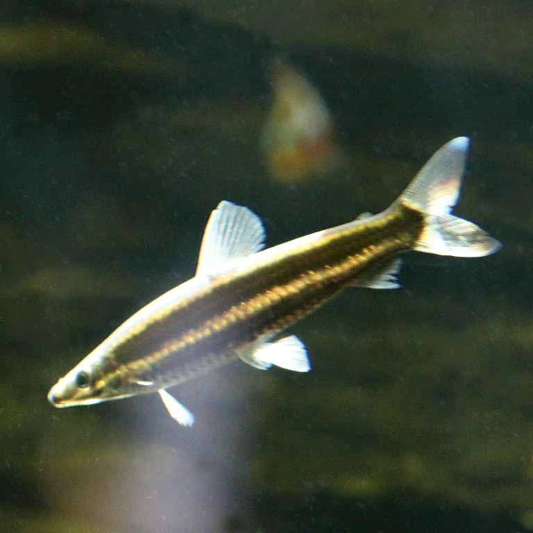 Ternetz's Anostomus