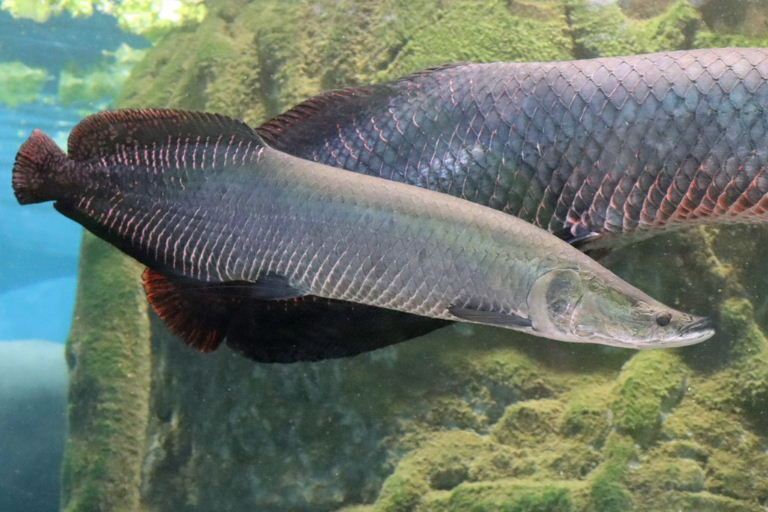 Giant Arapaima with juvenile