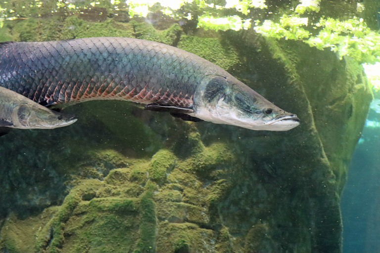 Giant Arapaima with juvenile
