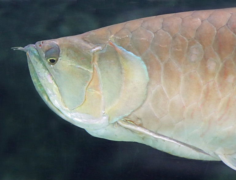 Silver Arowana head