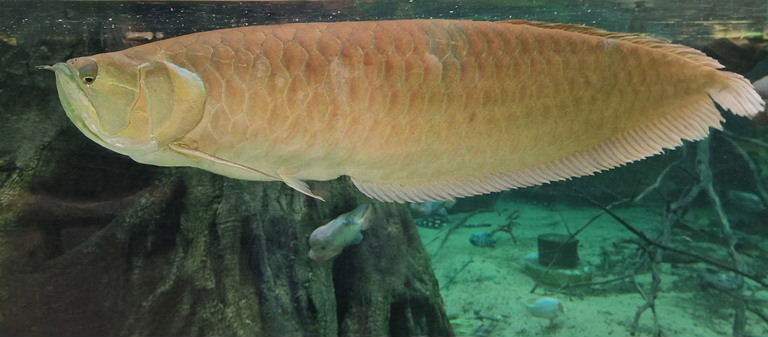 Silver Arowana