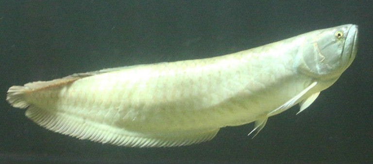 Silver Arowana