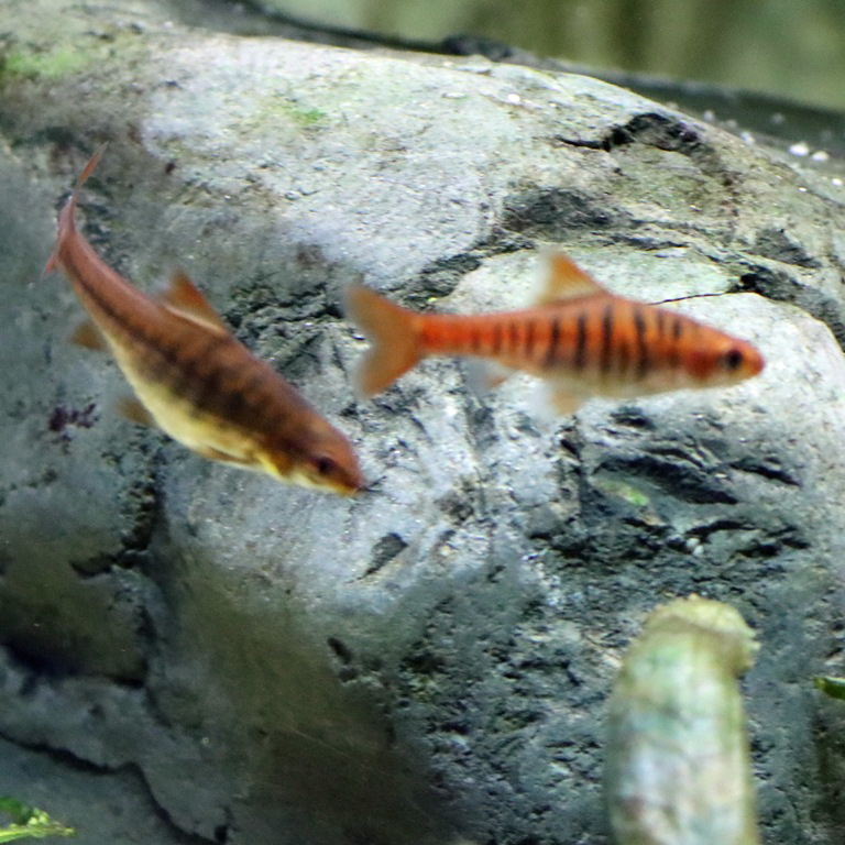 African Banded Barb
