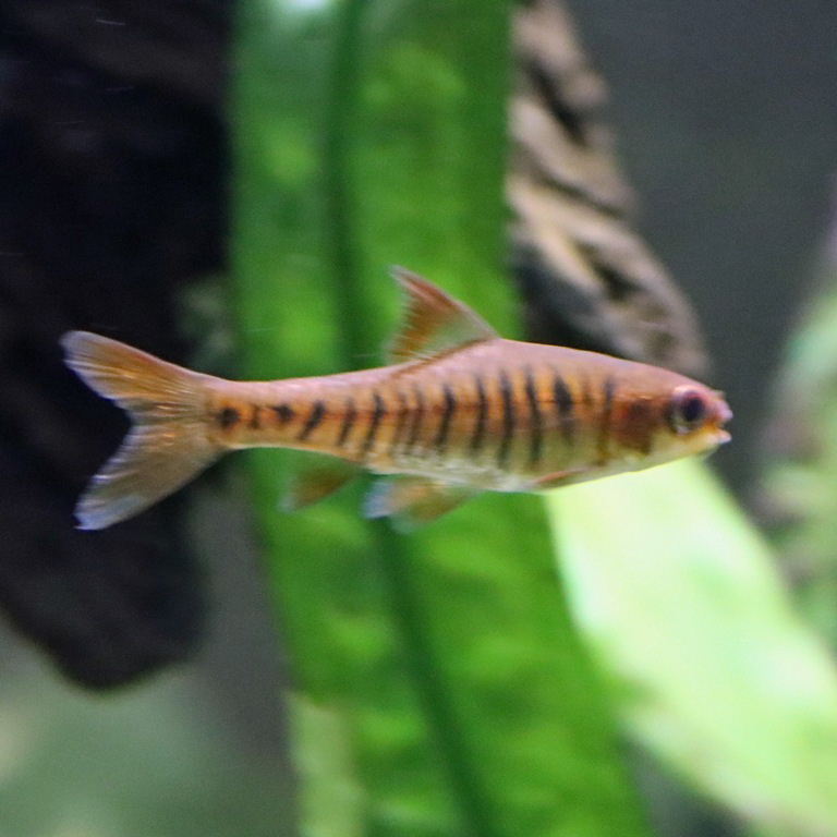 African Banded Barb