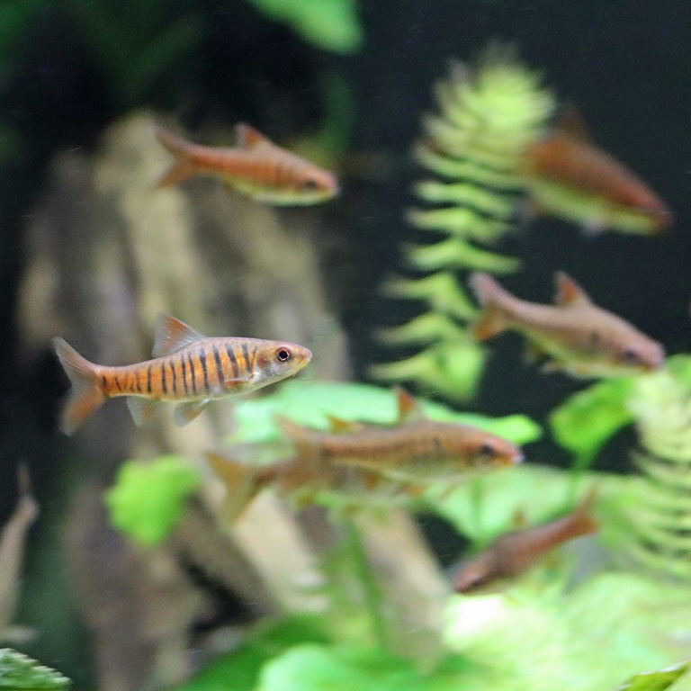African Banded Barb