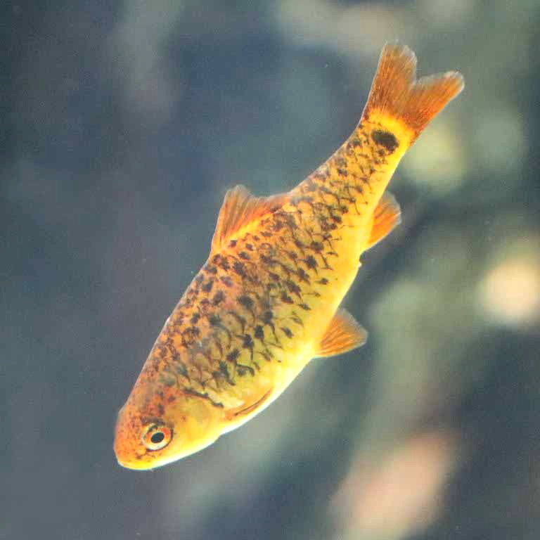 Gold Barb
