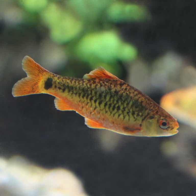 Gold Barb